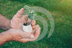 Female farmer hands holding eggshell with germinated sprout - planting seedling vegetables or plants in used egg shell