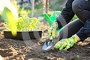 Female farmer hands planting to soil seedling in the vegetable garden