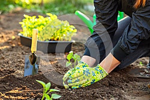 Female farmer hands planting to soil seedling in the vegetable garden