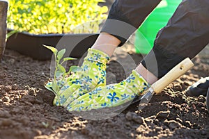 Female farmer hands planting to soil seedling in the vegetable garden