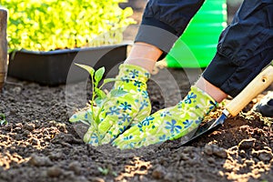 Female farmer hands planting to soil seedling in the vegetable garden