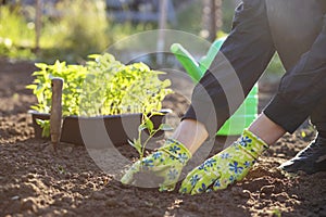 Female farmer hands planting to soil seedling in the vegetable garden