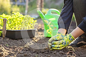 Female farmer hands planting to soil seedling in the vegetable garden