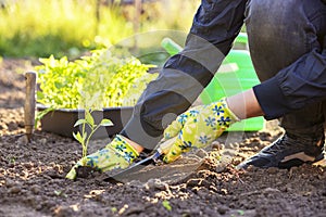 Female farmer hands planting to soil seedling in the vegetable garden