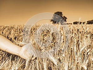 Female farmer hands touch ear of barley to observe progress