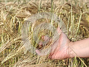 Female farmer hands touch ear of barley to observe progress