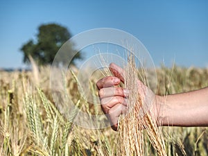 Female farmer hands touch ear of barley to observe progress