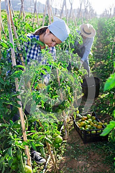 Female farmer harvesting underripe tomatoes in garden