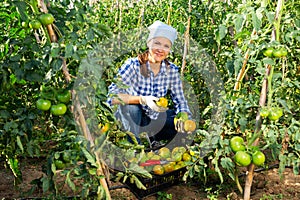 Female farmer harvesting underripe tomatoes in garden