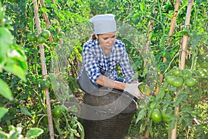 Female farmer harvesting underripe tomatoes in garden