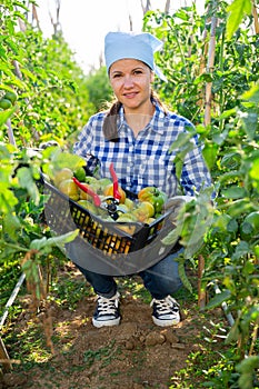 Female farmer harvesting underripe tomatoes in garden