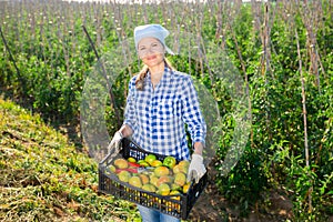 Female farmer harvesting underripe tomatoes in garden