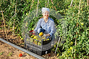 Female farmer harvesting underripe tomatoes in garden
