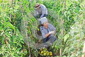 Female farmer harvesting underripe tomatoes in garden