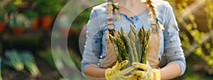 female farmer harvests asparagus close-up