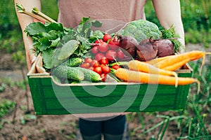 Female farmer holding a box with assortment of fresh organic vegetables. Healthy organic food, vegetables, agriculture