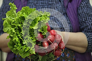 Female farmer holding lettuce and red radish