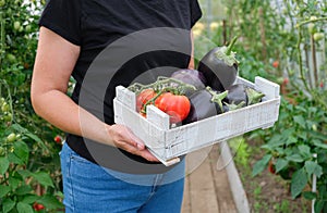 A female farmer holds a box with a crop of organic vegetables in her hands. Tomatoes, peppers and eggplants