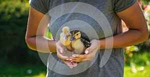 a female farmer holds ducklings in her hands