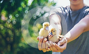 a female farmer holds ducklings in her hands