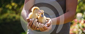 a female farmer holds ducklings in her hands