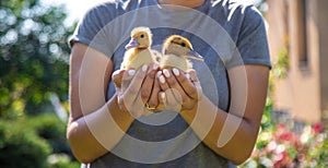 a female farmer holds ducklings in her hands