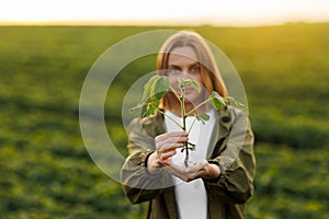 Female farmer holds in hands soybean plant with health leaves and roots, looks at camera at soya field. Agronomist