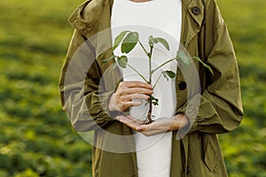 Female farmer holds in hands soybean plant with health leaves and roots at soya field. Agronomist controls growth and