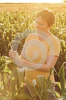 Female farmer inspecting corn tassel