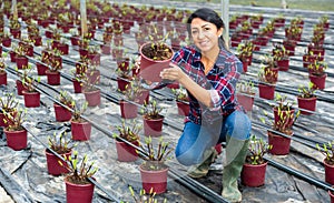 Female farmer inspects an ornamental shrub in a pot with young shoots.