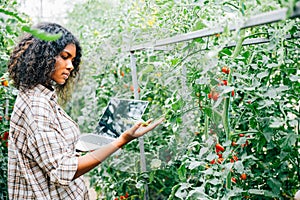 Female farmer inspects tomato quality in the greenhouse using a laptop