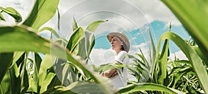 Female farmer looking at green corn maize crop field in summer