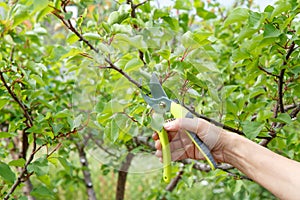 Female farmer with pruner shears the tips of apricot tree