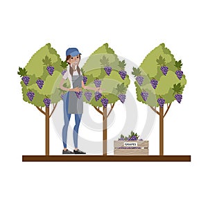 Female farmer picking grape from the tree