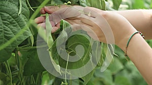 Female Farmer Picking a Green Beans in Greenhouse.