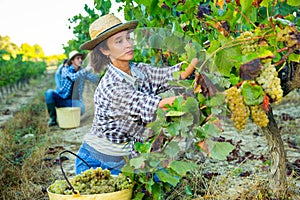 Female farmer picking harvest of green grapes in vineyard