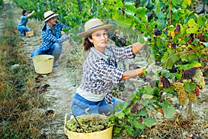 Female farmer picking harvest of green grapes in vineyard