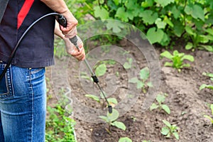 Protecting eggplant plants from fungal disease or vermin with pr photo