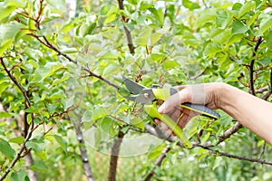 Female farmer with pruner shears the tips of apricot tree