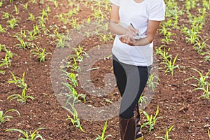 Female farmer recording the growth of corn in corn fields. .