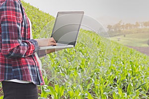 Female farmer recording the growth of corn in corn fields. .