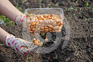 Female farmer& x27;s hand sowing onions in organic vegetable garden, close-up of hand sowing seeds in soil