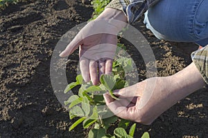 Female farmer`s hands in soybean field