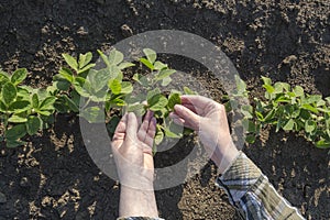 Female farmer`s hands in soybean field