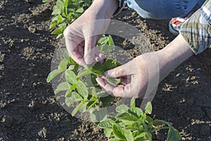 Female farmer`s hands in soybean field