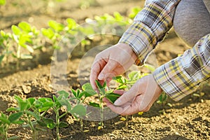 Female farmer's hands in soybean field, responsible farming