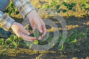 Female farmer's hands in soybean field, responsible farming