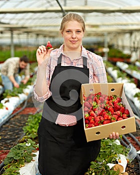 Female farmer with strawberry crop