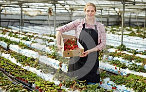 Female farmer with strawberry crop