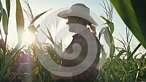 A female farmer with a tablet in her hands in a cornfield. The farmer examines the corn and records the results